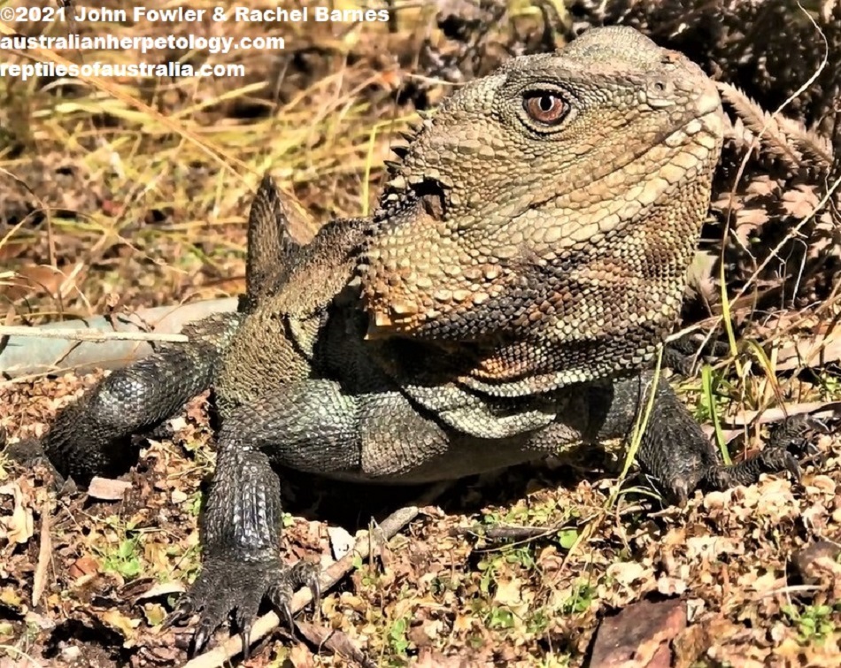 Adult Gippsland Water Dragon (Intellagama lesueurii howitti) photographed in the ACT